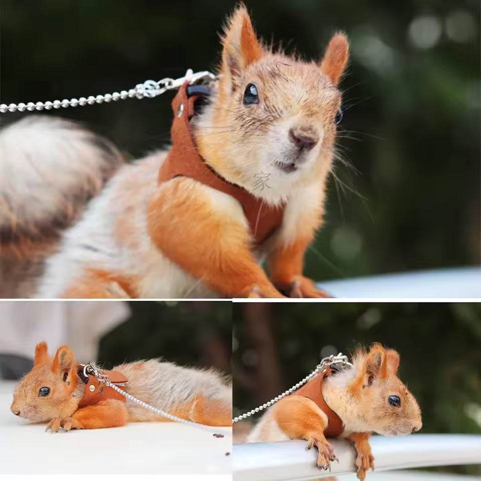 1 Set Pet Squirrel Harness with Leash Adjustable & Breathable Harness Leash Set for Small Animals Outdoor Training Walking